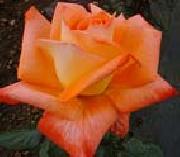 unknow artist Realistic Orange Rose Germany oil painting artist